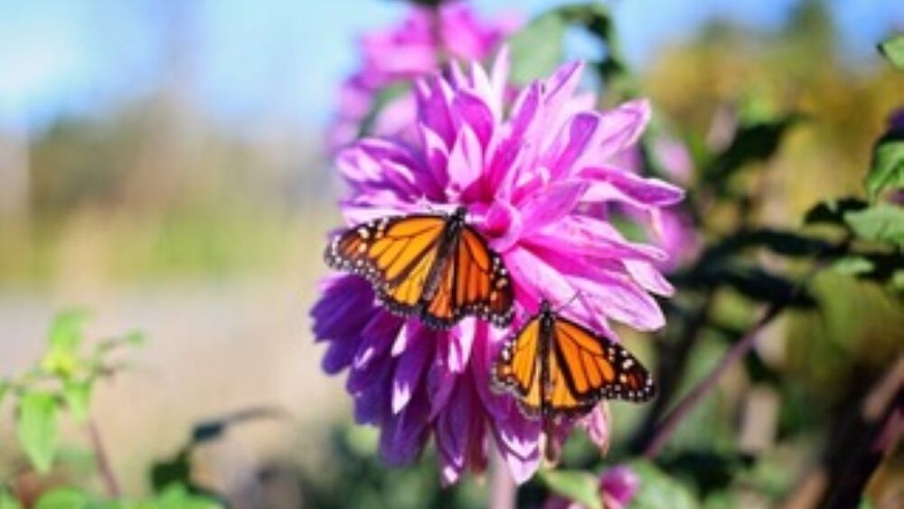 butterfly on flower
