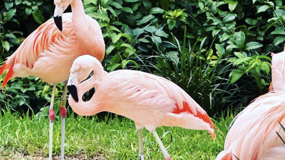 A group of flamingos at Sunken Gardens. They are standing around in a patch of grass while surrounded by greenery. Tropical flora sits behind them.