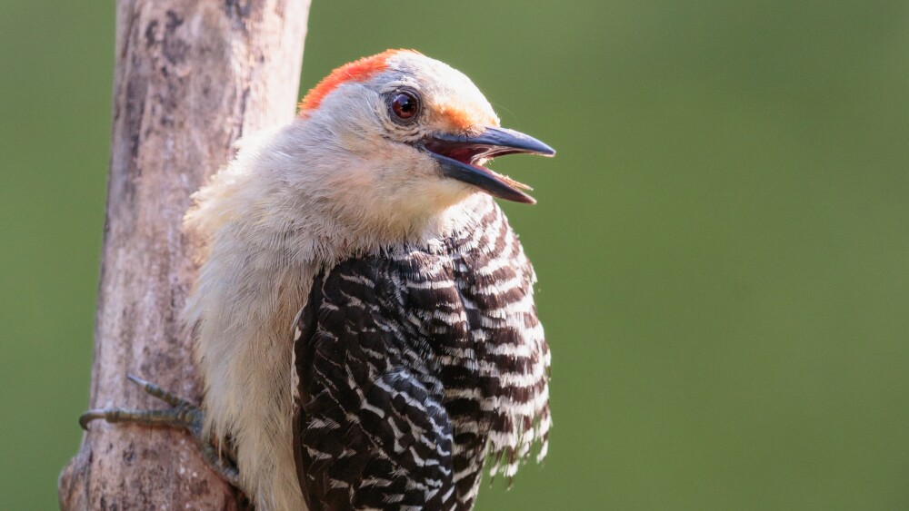 A red-bellied woodpecker with its beak open perches on a branch in front of a green background.