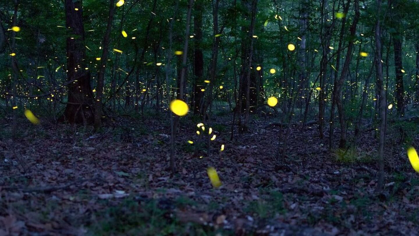 Lightning bugs lighting up Columbia, SC - COLAtoday