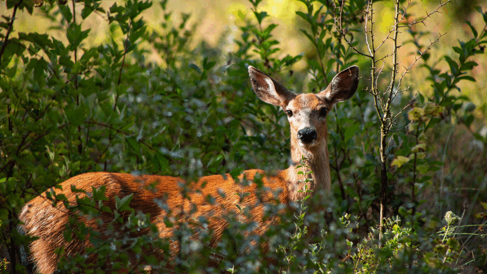 Alternating images show the flora and fauna of Tualatin River National Wildlife Refuge.