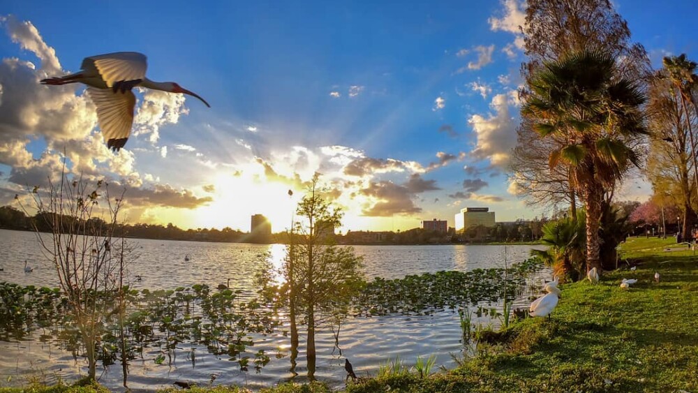 A panoramic shot of Lake Morton shows swans in the grass, birds flying overhead, and the sun setting over the lake.