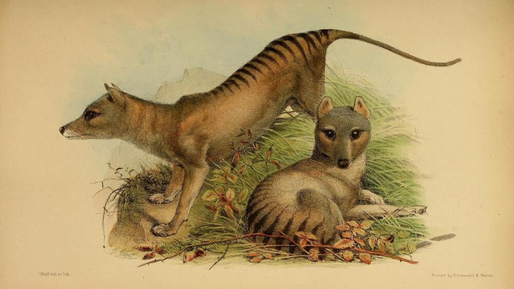 A lithograph of the thylacine