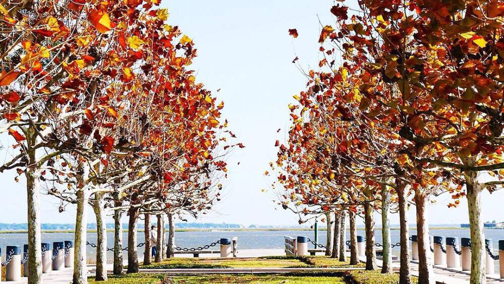 Fall Foliage In Charleston SC CHStoday fall-foliage-in-charleston-sc-chstoday