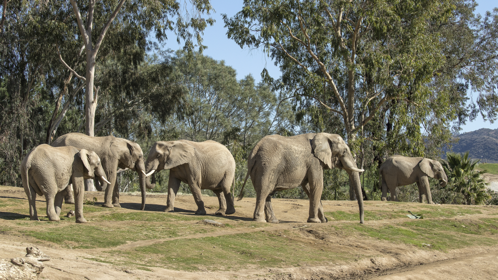 SD San Diego Zoo Wildlife Alliance Safari Park elephants