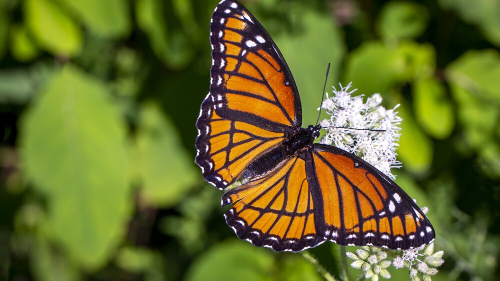 A butterfly sitting atop a flower.