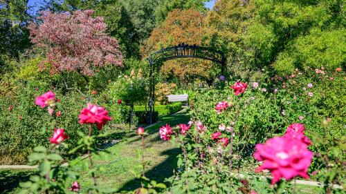 A lush garden with blooming roses.