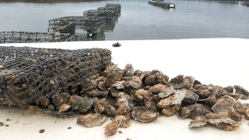 Recycling oyster shells in Charleston, SC - CHStoday