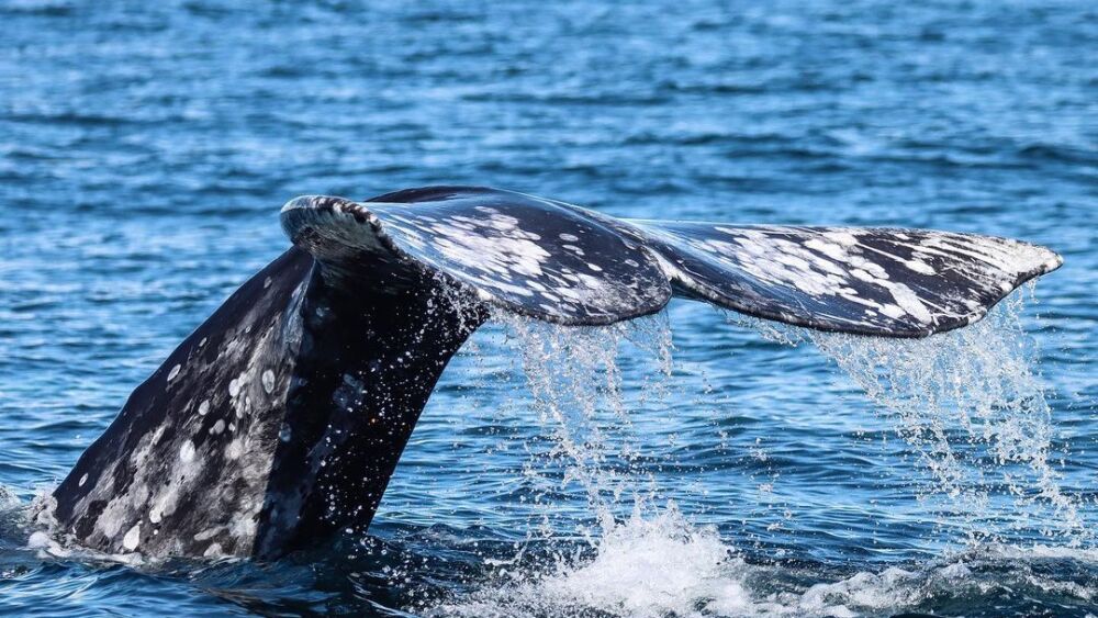Legacy Whale Watch san diego