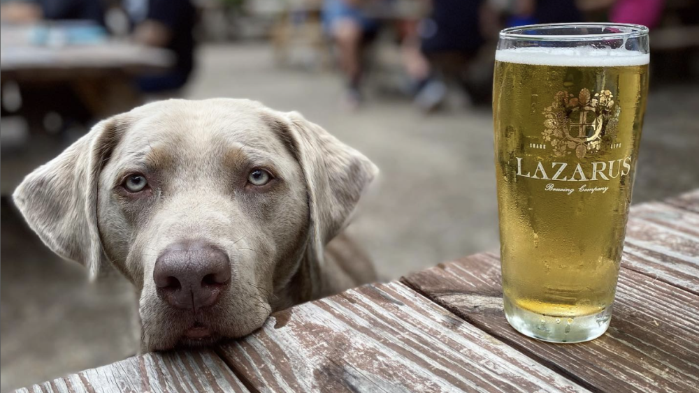 A silver lab next to a beer at Lazarus brewery.