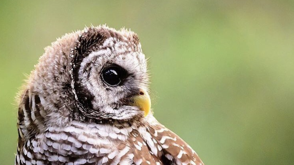 A brown and white owl looks to the right.