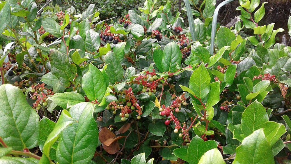 salal native plant pdx portland.jpeg