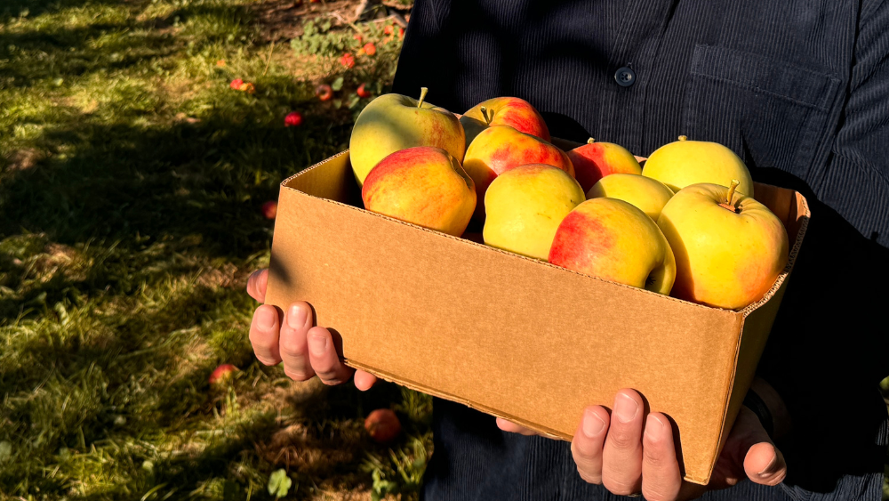 A person holds a box of freshly picked apples the color of bright yellow and red in an orchard on a sunny day.