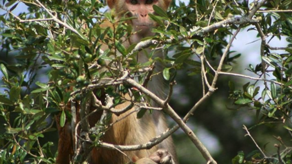 rhesus monkey in tree