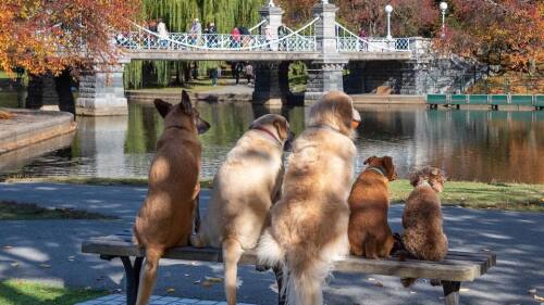 thepieddogwalker_256444689_635878827583088_5164022440637745408_n