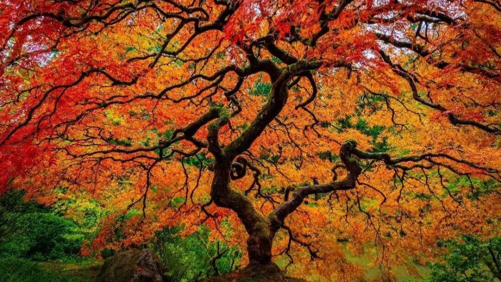 Portland Japanese garden maple.png