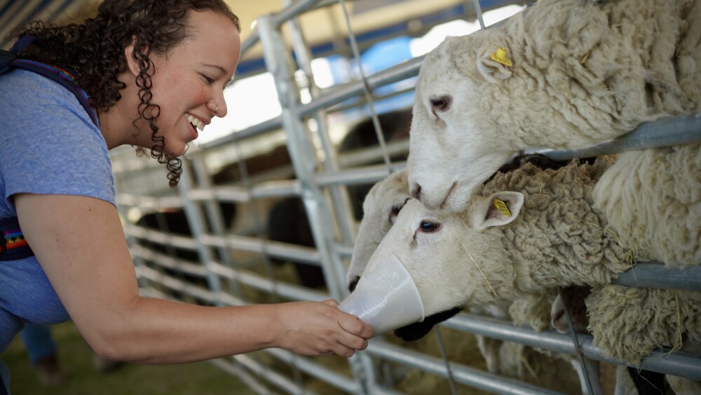 A woman is smiling feeding a cup of food to hungry sheep.