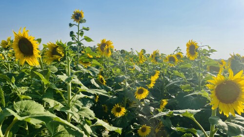 SATXtoday: Sunflower Field Traders Village