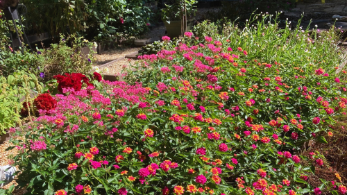 WStoday: plants in a garden in a backyard of a home