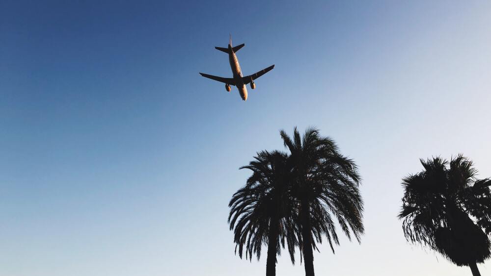 A plane flys over palm trees in a clear sky.