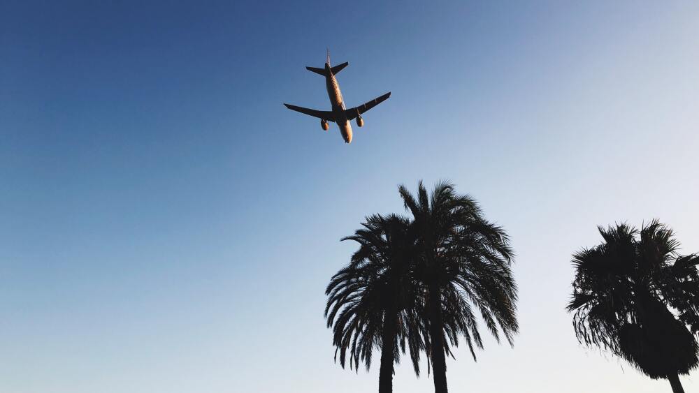 A plane flys over palm trees in a clear sky. 