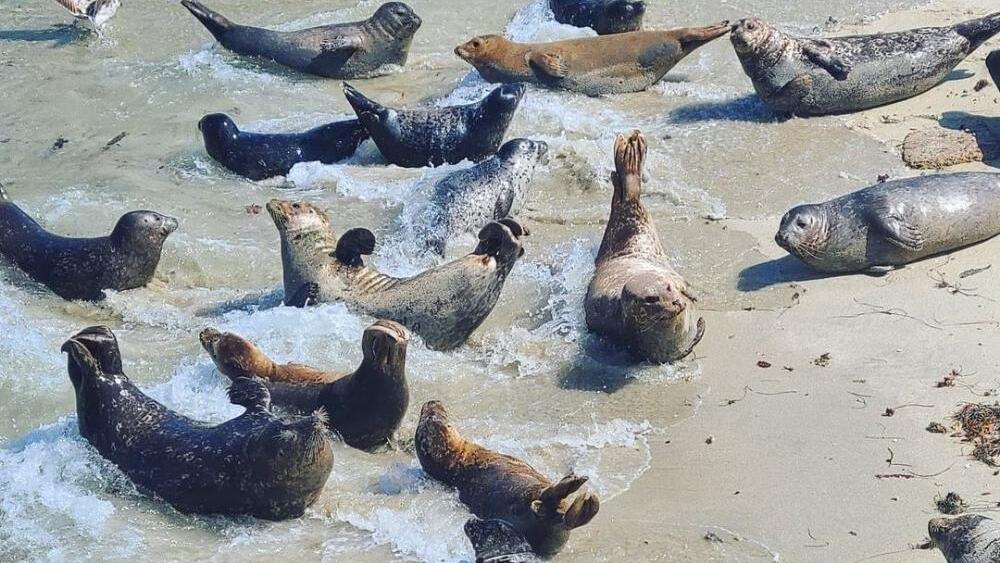 Seals need to mingle, but people get in the way.