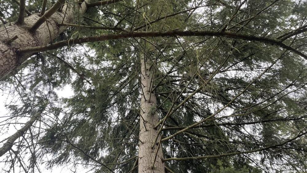 New proposal seeks to protect more Seattle trees - SEAtoday