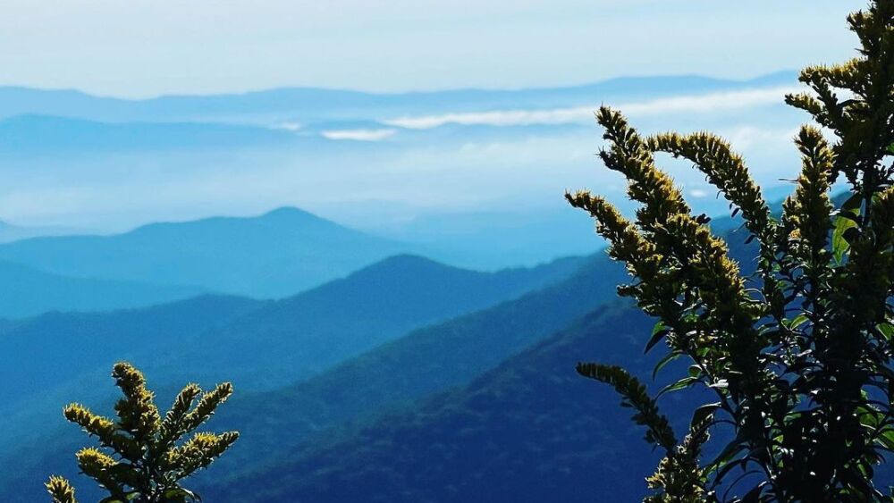 Mountains in the distance that look blue, with two close up leafy plants in front.