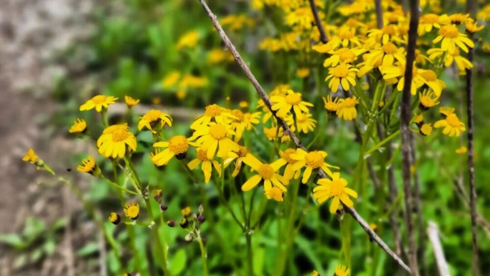 Blooming yellow wildflowers can be found across Lexington parks.