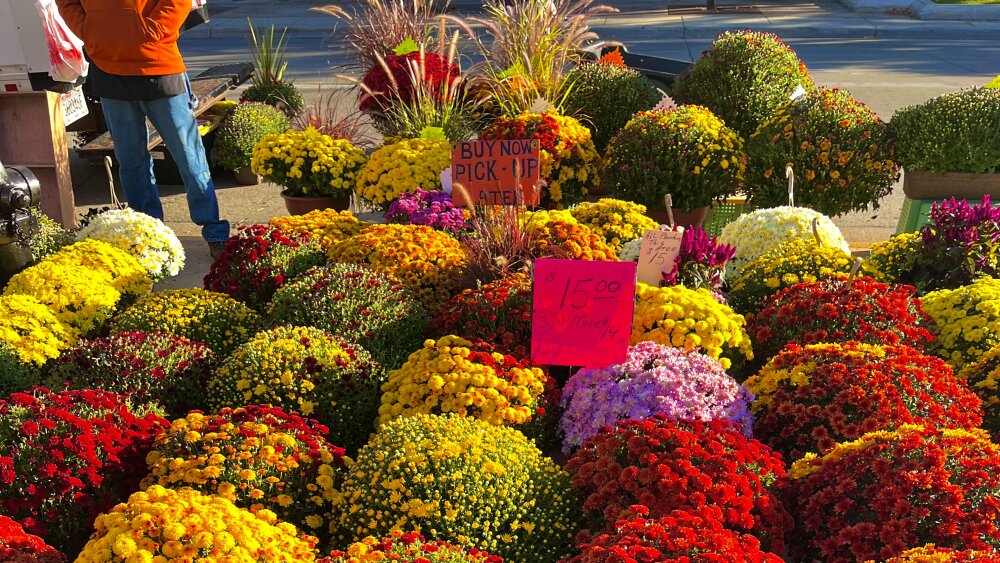 Farmers' markets in Madison, WI 608today