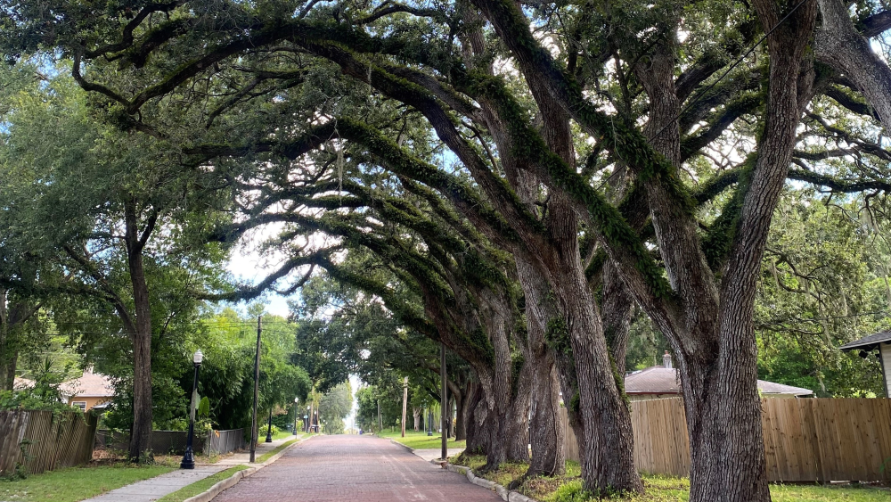 A canopy road in the Lake Hunter Terrace historic district