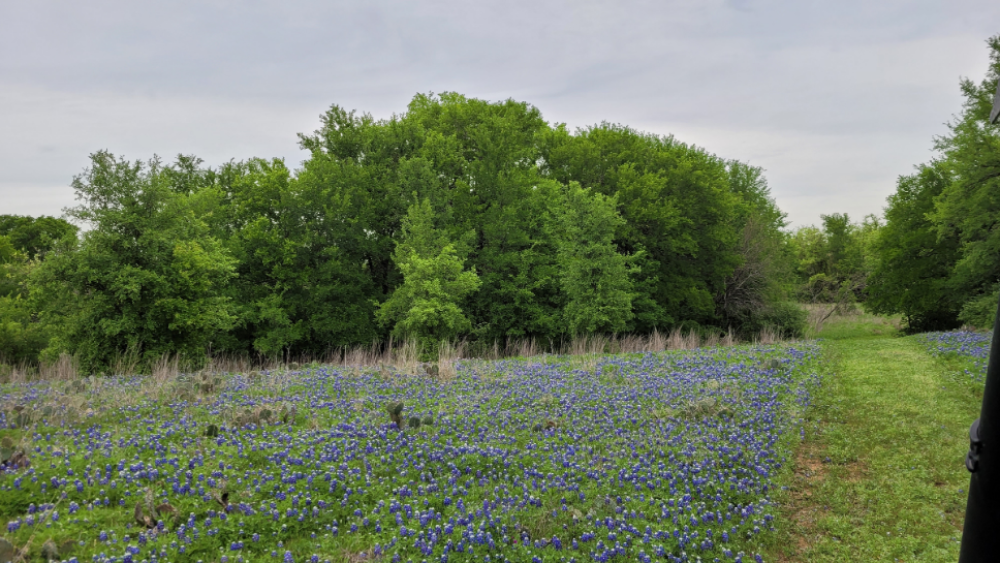 A small field of bluebonnets in front of several trees and shrubs.