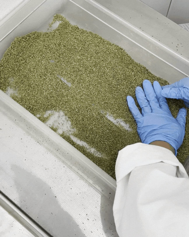 measuring out marijuana for rolling at franklin's