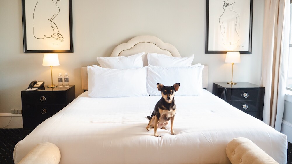 A small dog sits on a large hotel bed with artwork in the background.