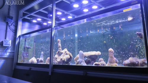 A tank of coral at the Florida Aquarium's Coral Conservation and Research Center. There is blue fluorescent lighting above the tank and the coral sits in water.