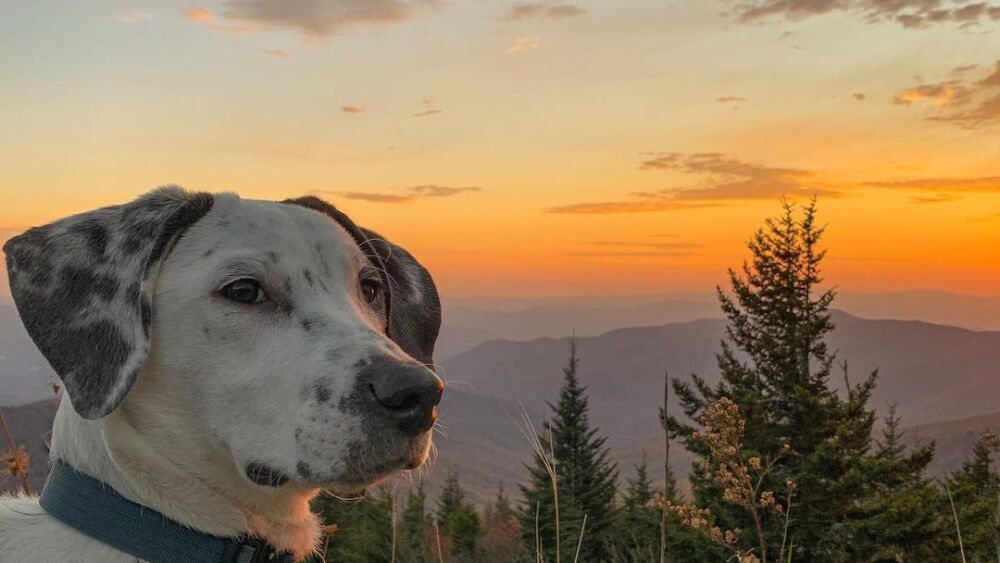 A dog staring thoughtfully off into space in front of a sunset over the mountains.
