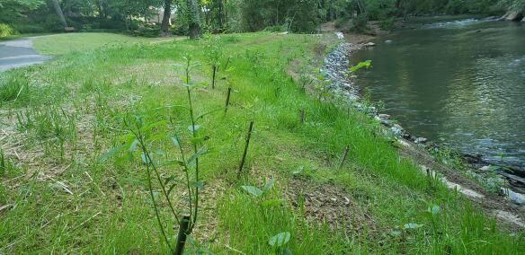 A newly-planted Riparian buffer along the Reedy River.