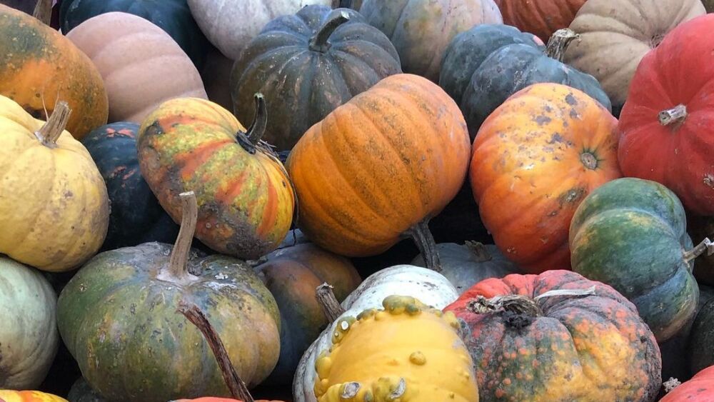 Colorful assortment of pumpkins from Anderson’s Pleasant Patch Pumpkins | @spanglishgrl