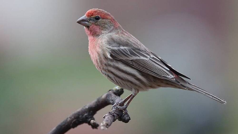 house finch