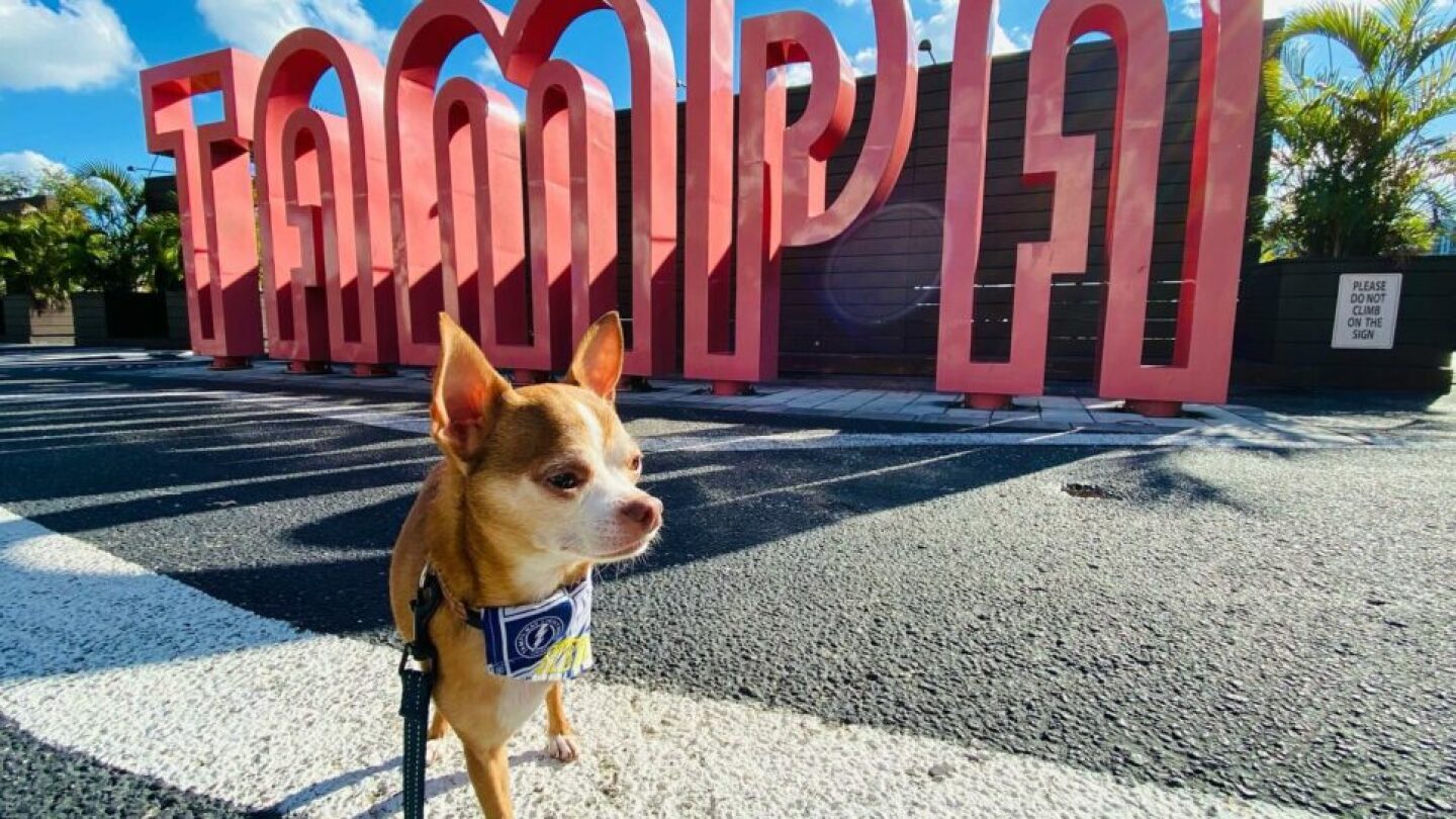 Tampa Bay's dog-friendly guide - TBAYtoday