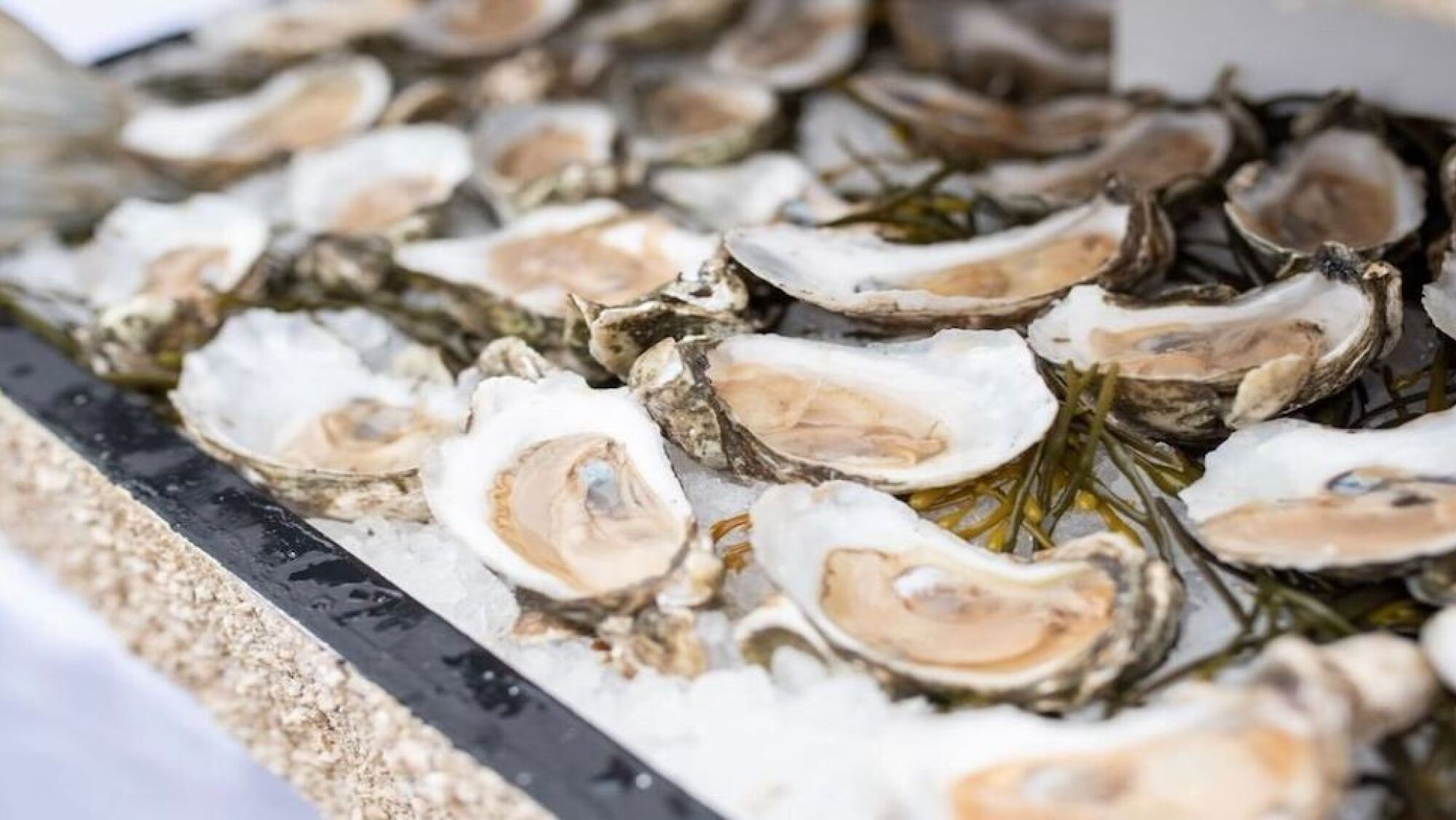 oyster roast events in Charleston, SC CHStoday
