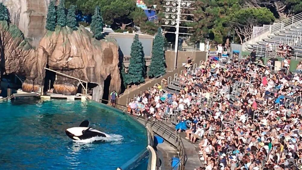 Whale show at SeaWorld San Diego