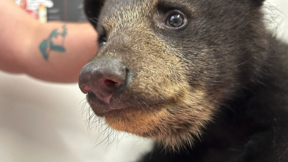Close up of black bear cub's face