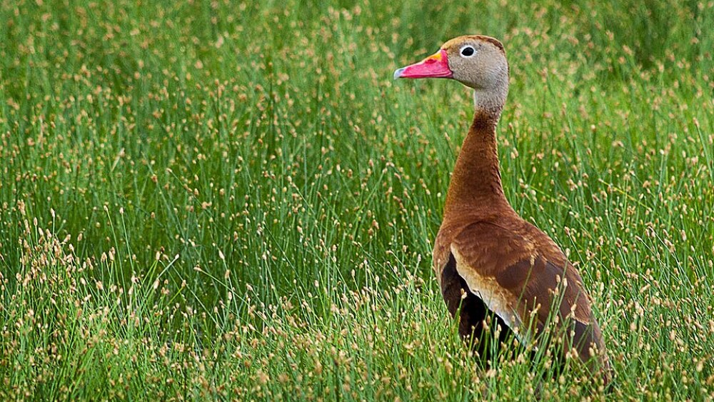 Black_Bellied_Whistling_Duck_Aransas_Nwr_Texas_(30496263)