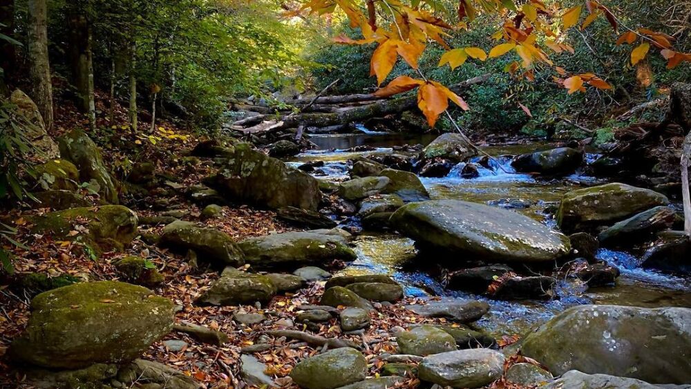 A stream filled with large rocks and boulders under a branch of a tree with orange leaves.