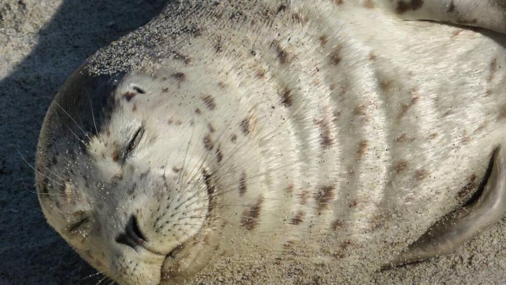 A happy seal at La Jolla Children's Pool