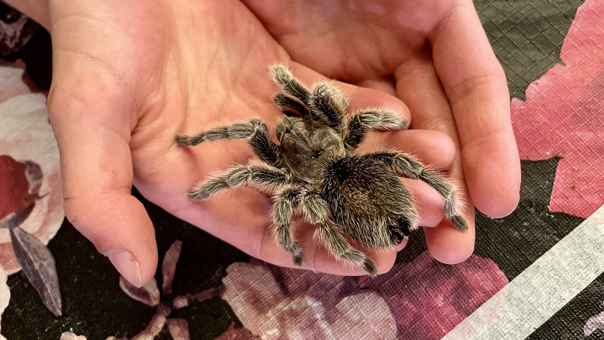 Explore the world of bugs at the Portland Insectarium - PDXtoday