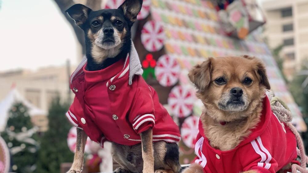Two dogs sitting in front of a Christmas in the Park display.
