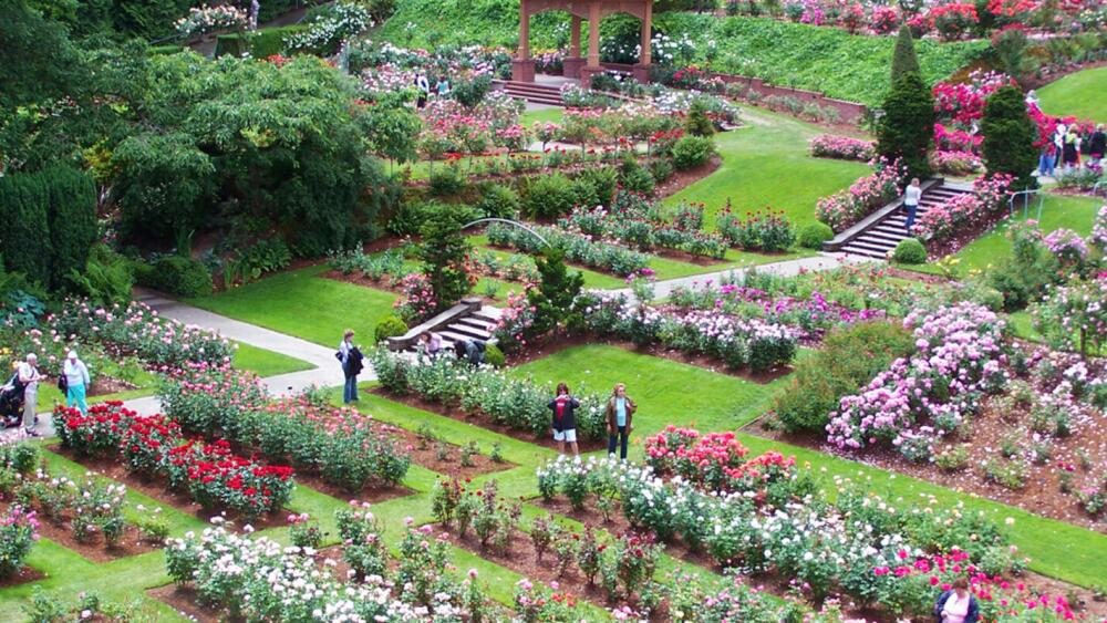 People stroll through rose gardens in Portland.