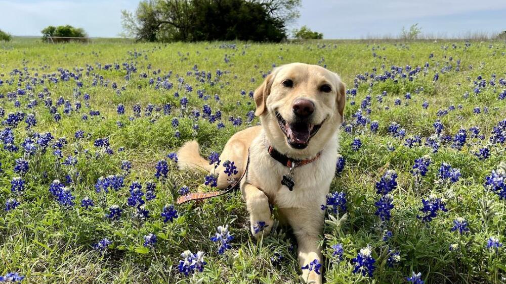 Photo of a dog in a field of bluebonnets.